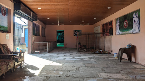 Finding Peace of Mind: How Sagar's Pet Boarding Solves Pet Parents' Woes