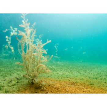 How Aquatic Plants Transformed Priya's Home and Life