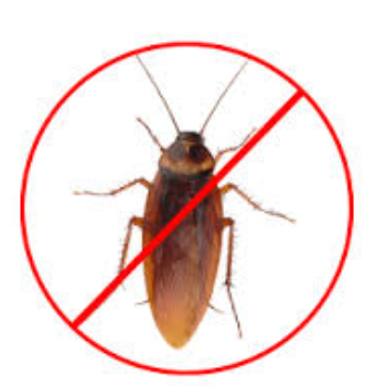 How Herbal Cockroach Pest Control Transformed Meena's Peaceful Home