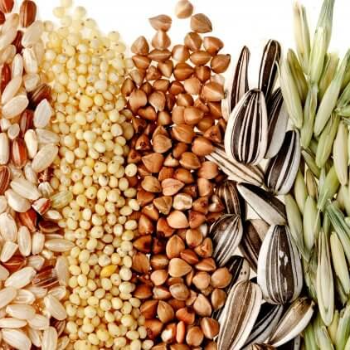 From Millets to Ghee: The Best of Aujasya Food's Healthy Offerings