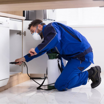 The Importance of Professional Pest Control for Homes, Offices, and Industrial Spaces