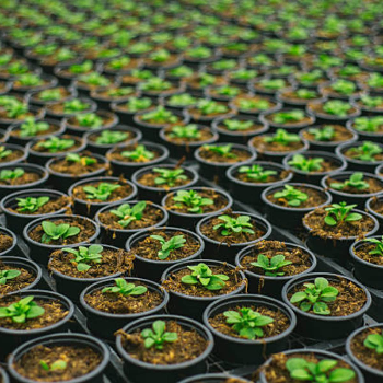 Plant Care and Maintenance: Your Path to Lush Greenery