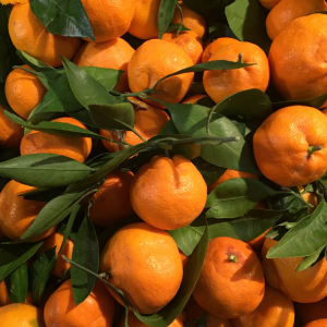 The Secret to Fresh, Seasonal Fruits: Manik Fruit Suppliers