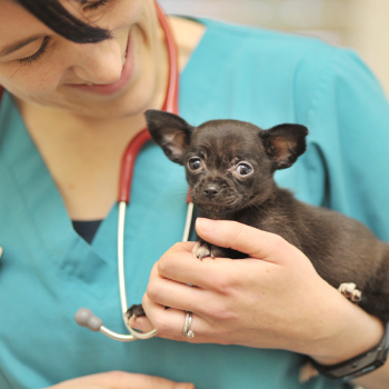 How CareVibe Animal Health’s Emergency Care Saves Lives: An Indian Pet Owner’s Story