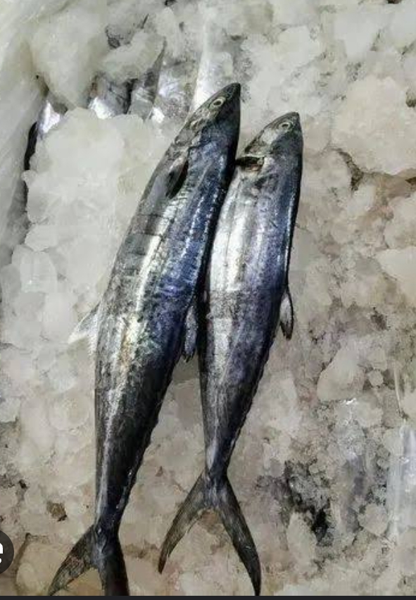 Discover the Perfect Catch: How Surmai Fish Solves a Modern Indian Family's Mealtime Dilemma