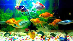 Discover the Perfect Fish Selection for Your Home Aquarium