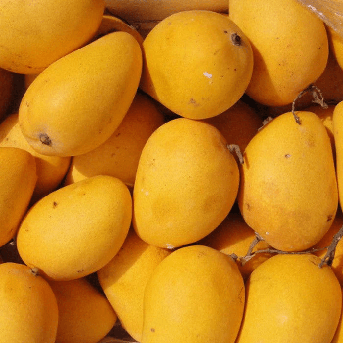 The Mango Lover’s Dilemma: Discover the Perfect Solution with Vijayshree Associates
