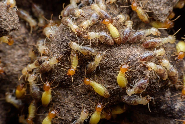 Protect Your Home: How Anti-Termite Treatment Solves Seema's Nightmare