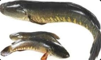 Transforming Lives with Maral: A Fish Lover’s Journey to Quality and Convenience