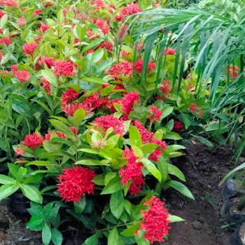 Transform Your Space: How Red Flowers Can Uplift Your Home and Spirit