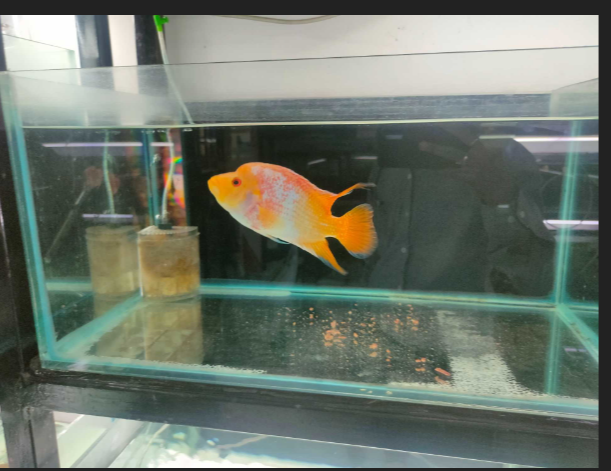 How AquaFreaks' Fish Medications Transformed Arjun's Aquarium Experience