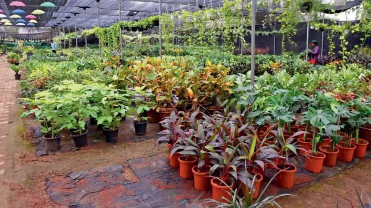 Discover Serenity and Beauty with Mahalaxmi Nursery's Diverse Plant Selection