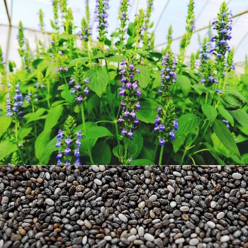 Chia seeds plant | Patidar Export