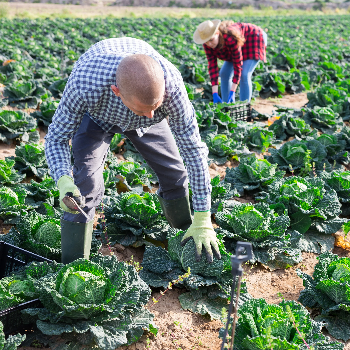 Cauliflower (gobhi) | Patidar Export