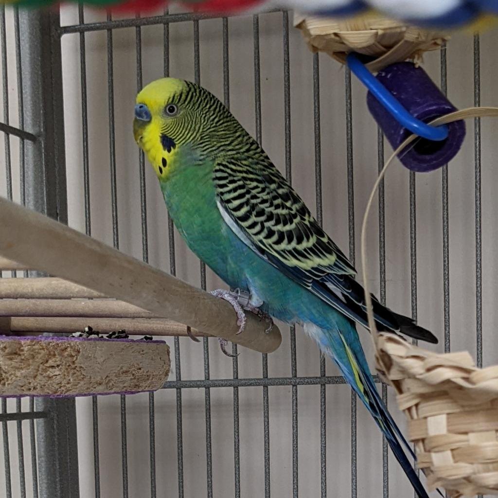 Finding Feathers: A Journey to Heartfelt Bird Adoption