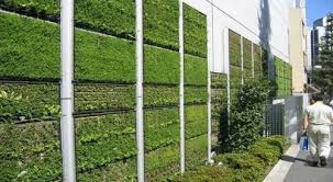 Transform Your Space: The Green Wall Revolution in Urban India