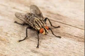 How Fly Control Treatment Transformed Arjun's Restaurant Business