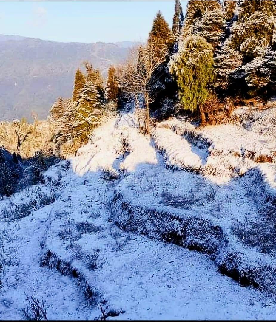 Discover Tranquility: The Perfect Getaway at Alpine Dhotrey Homestay