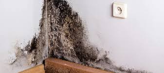 Embrace a Moisture-Free Home: How Krupa Enterprise Transforms Lives