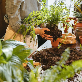 Transform Your Garden with Shree Ganesh Nursery's Expert Potting Services