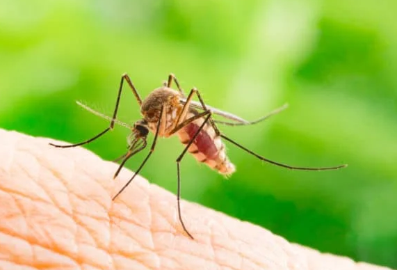 How Meera Found Peace: Bidding Farewell to Mosquito Menace