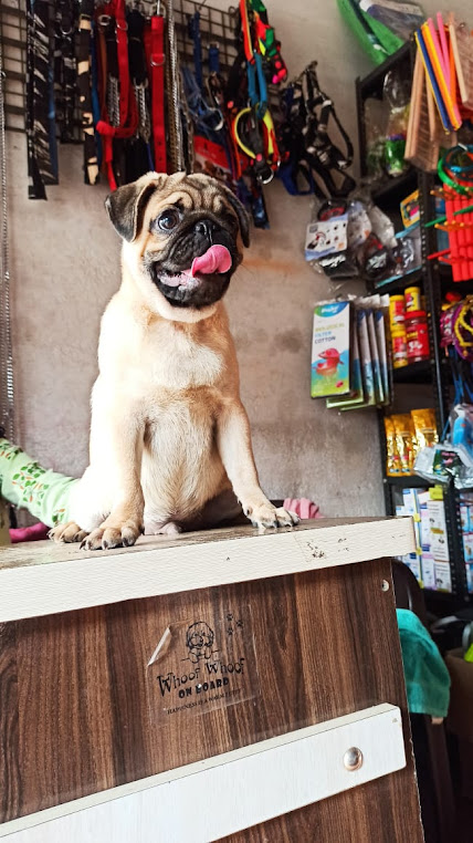 Finding a Forever Friend: Embrace the Joy of Adopting a Dog from Pet's Park Gondia