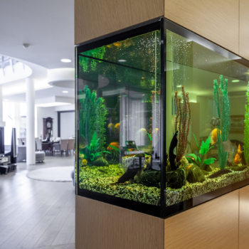 Finding Serenity: How Aquatic Pets and Plants Transform Lives