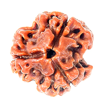 Nepali Rudraksha