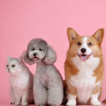 Pet Care