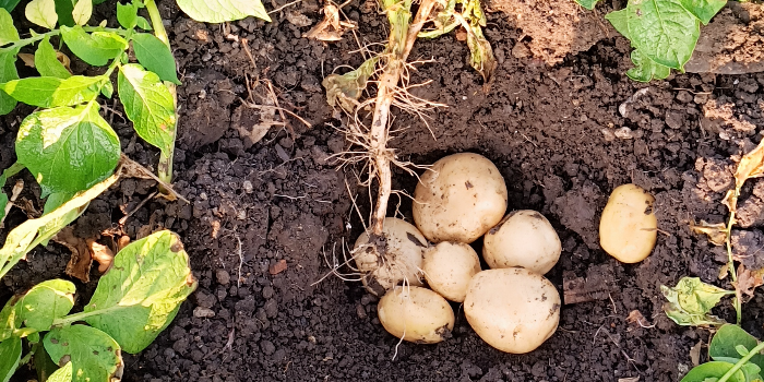 Thakur Krishi Sewa Kendra