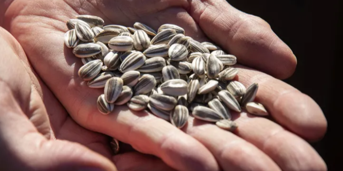 Banner Samyak Seeds And Agrotech