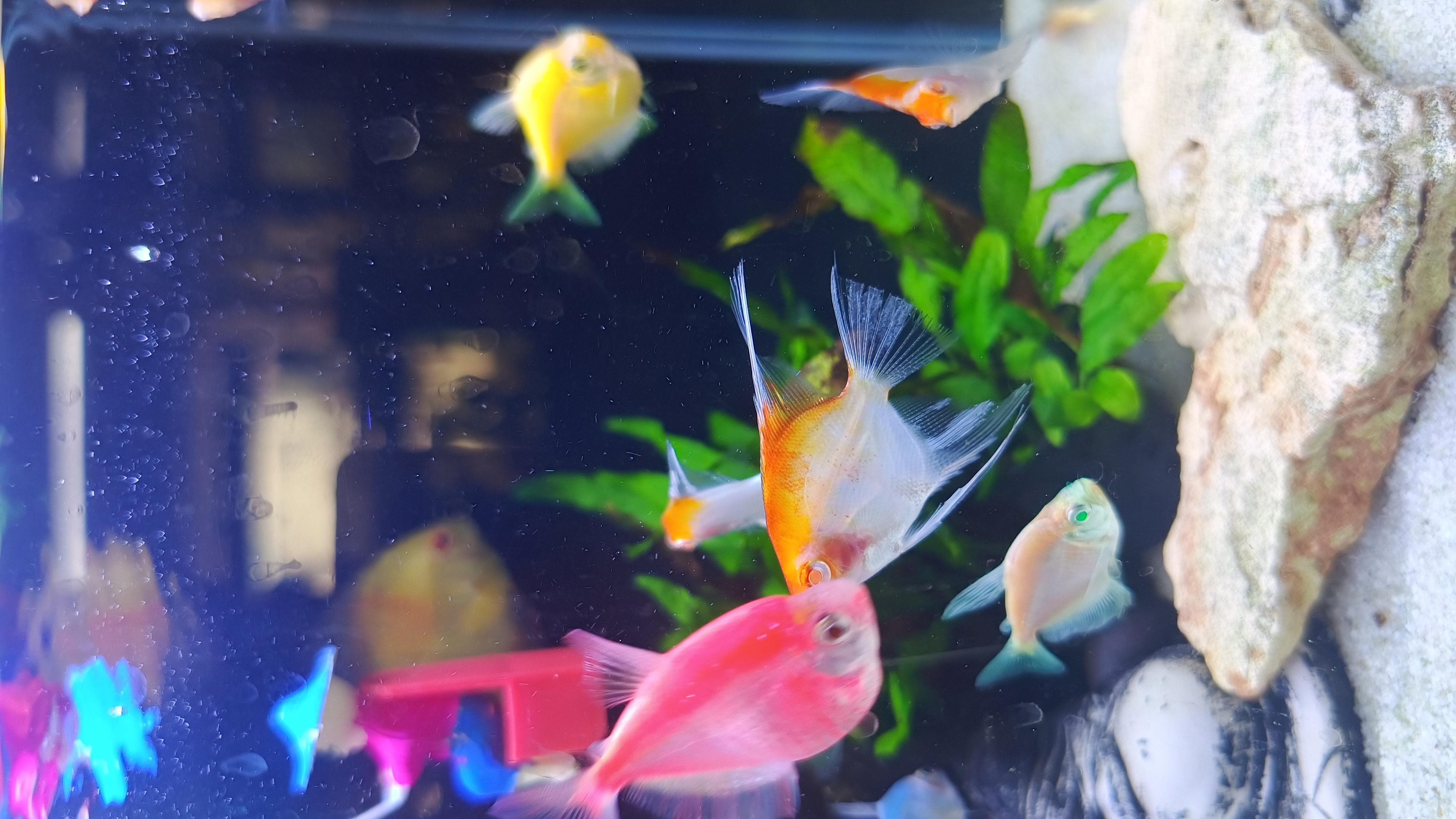 Banner Aquatic Fish World