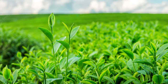 Banner Ajay Enterprises Import Export Company