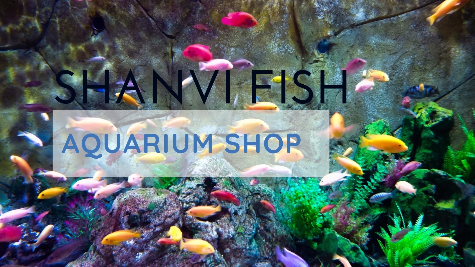 SHANVI FISH AQUARIUM