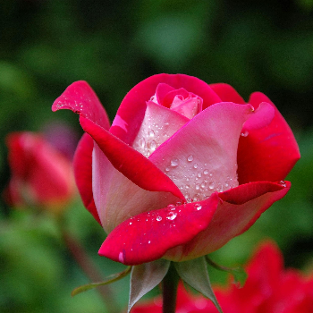 Red-Pink Rose Bunches Flower Bee Florist Indore A 1 Monte IT Park S. No 8 Hadapsar Mundhwa Bypass Village Kharadi, Taluka Haveli, Pune, Maharashtra, 411014