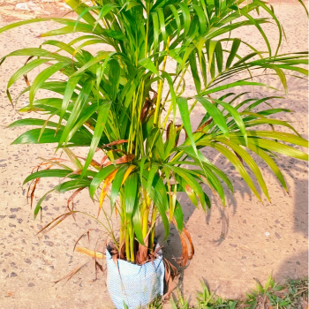 Arika Palm Plant GREEN SOLUTIONS NURSERY F.C Road Opp.Springdale School , Amritsar