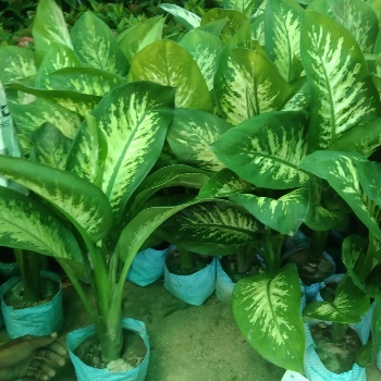 Dieffenbachia GREEN SOLUTIONS NURSERY F.C Road Opp.Springdale School , Amritsar