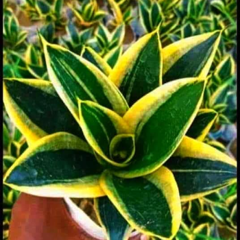 Sansevieria Trifasciata 'Jade Dwarf Marginated' GREEN SOLUTIONS NURSERY F.C Road Opp.Springdale School , Amritsar