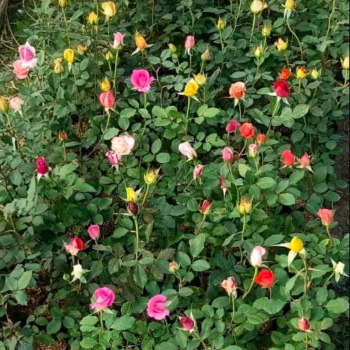 Grafting Rose-https://i-media.vyaparify.com/vcards/products/124070/product_1737868151_6795c37710a7c.png Image
