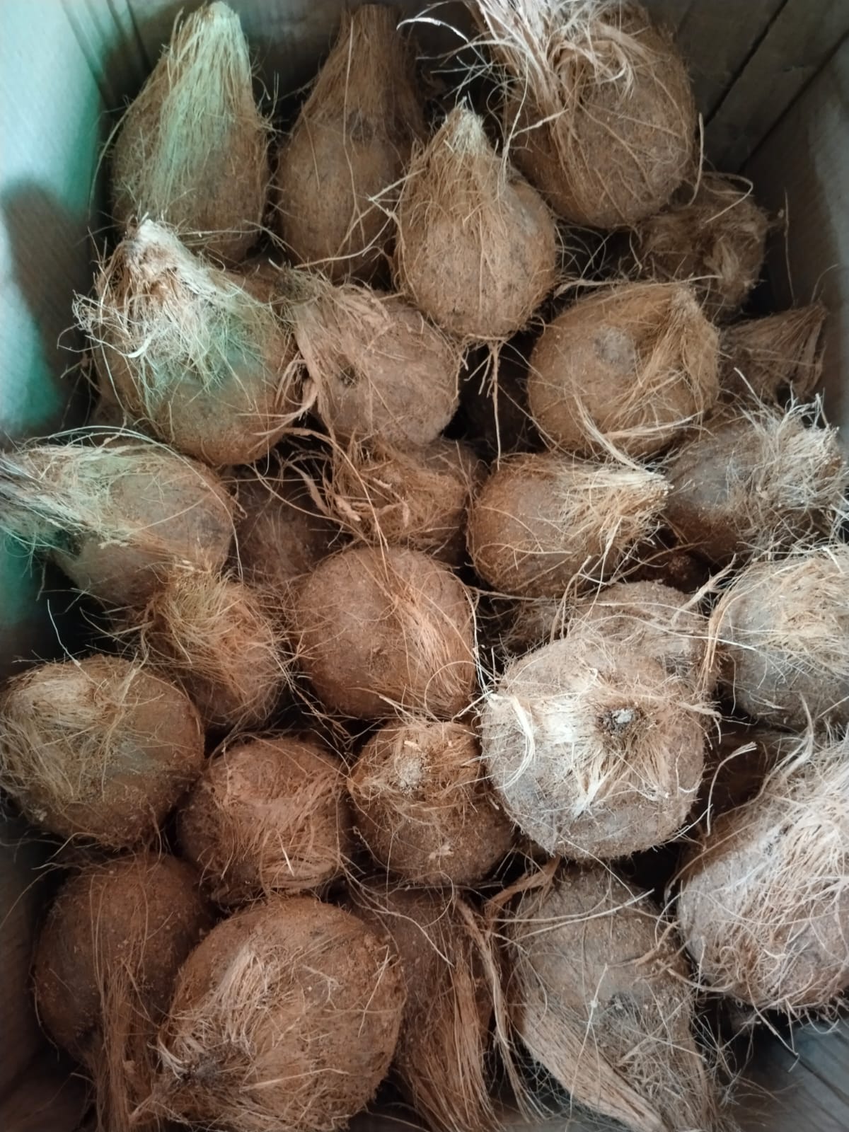 Coconut-https://i-media.vyaparify.com/vcards/products/16039/Coconut.jpg Image