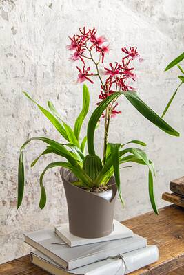 Orchidea-https://i-media.vyaparify.com/vcards/products/16144/Orchidea.jpeg Image