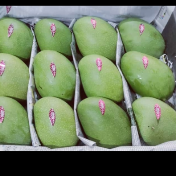 Alphonso 🥭 mango-https://i-media.vyaparify.com/vcards/products/173913/product_1743081602_67e55082014b9.png Image