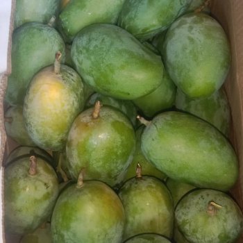 Alphonso 🥭 mango-https://i-media.vyaparify.com/vcards/products/173916/product_1743081602_67e550829ab81.png Image