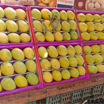 Alphonso 🥭 mango-https://i-media.vyaparify.com/vcards/products/173917/product_1743081602_67e55082da8b8.png Image