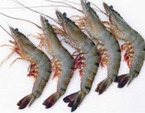 Prawns medium-https://i-media.vyaparify.com/vcards/products/17483/WhatsApp-Image-2023-12-08-at-22.40.40.jpeg Image