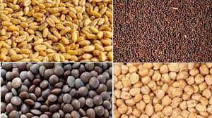 Seeds (उन्नत बीज)-https://i-media.vyaparify.com/vcards/products/21477/Seeds-(उन्नत-बीज).jpeg Image
