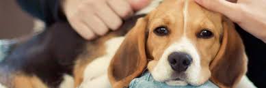 Pets Selection-https://i-media.vyaparify.com/vcards/products/21806/Pets-Selection.jpeg Image