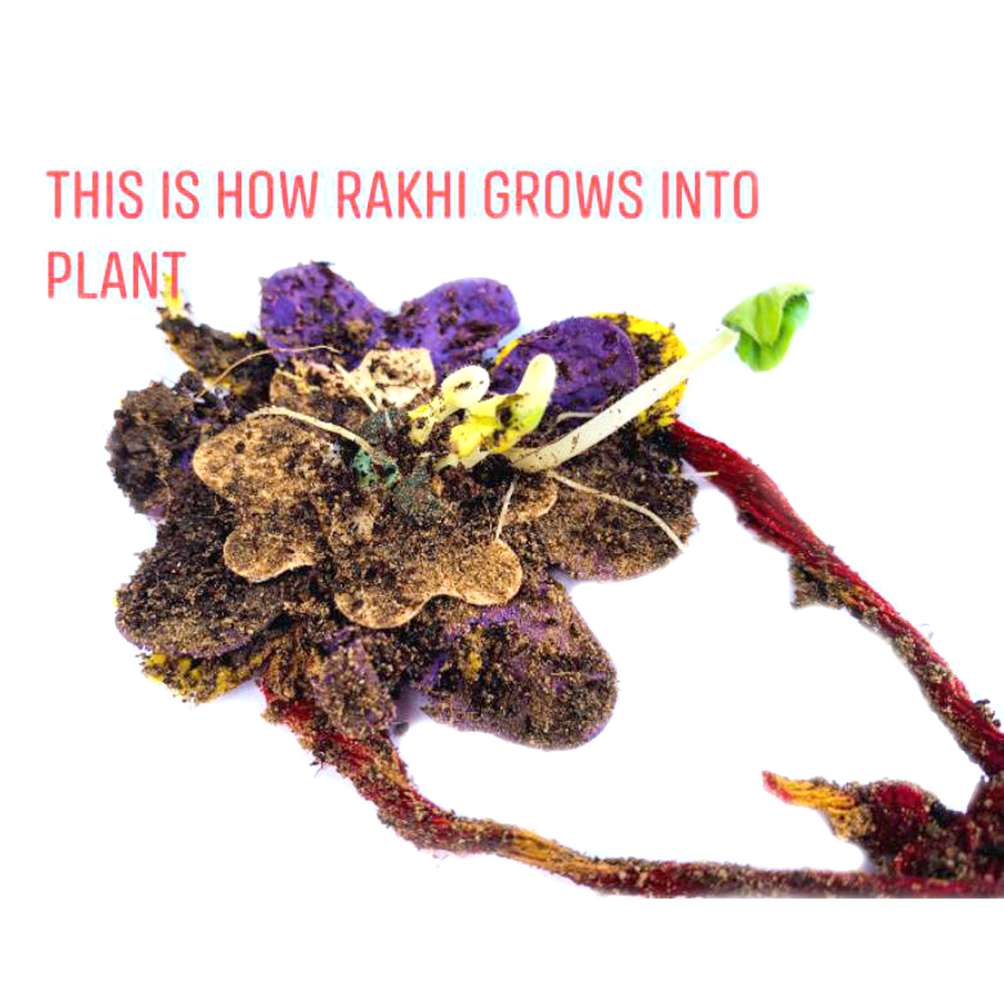 Rakhi collection-https://i-media.vyaparify.com/vcards/products/24767/1.a.jpg Image