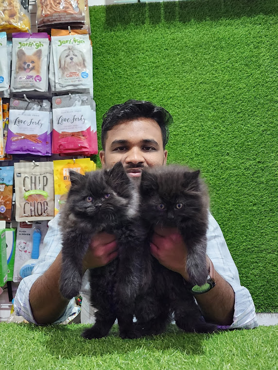 Cats for Adoption at Pet's Park-https://i-media.vyaparify.com/vcards/products/28419/Cats-for-Adoption-at-Pet's-Park.jpg Image