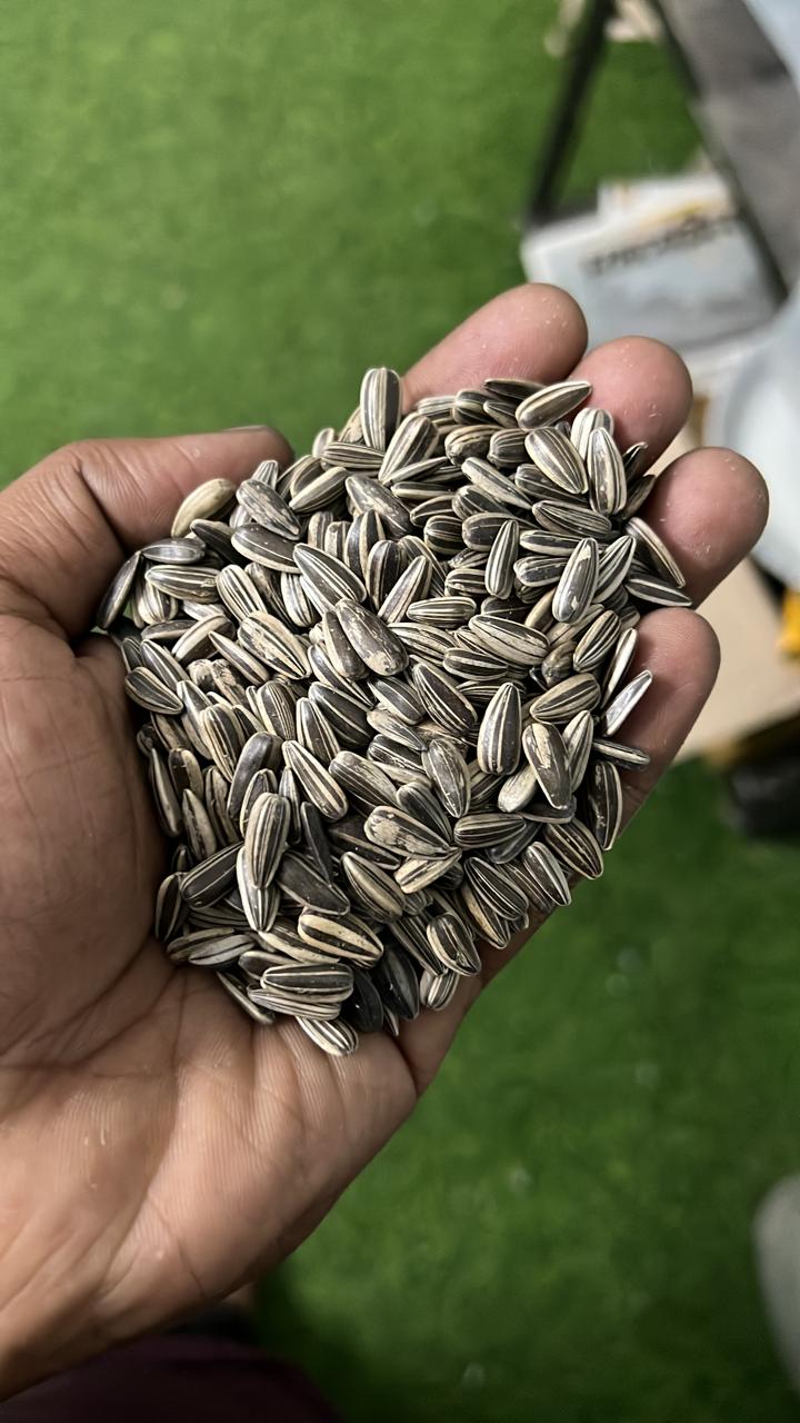 FISH FOOD | SHANVI FISH AQUARIUM | BENGALI CHOURAHA , KANADIA ROAD , INDORE M.P.